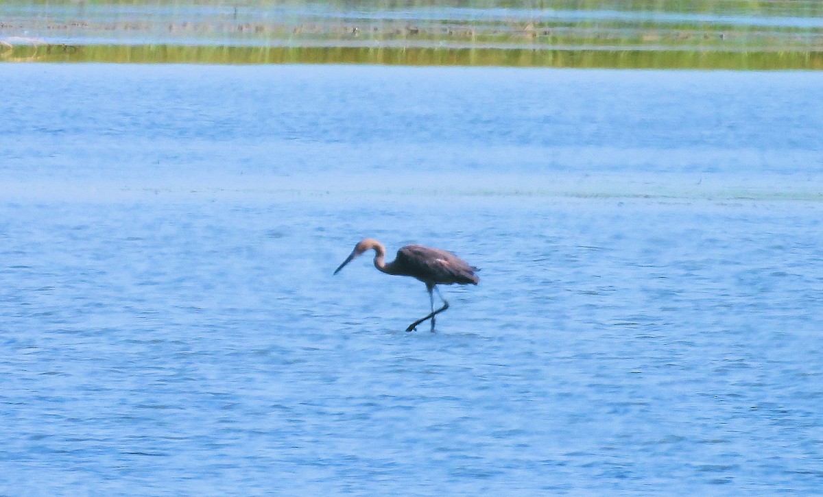 Reddish Egret - ML638590779