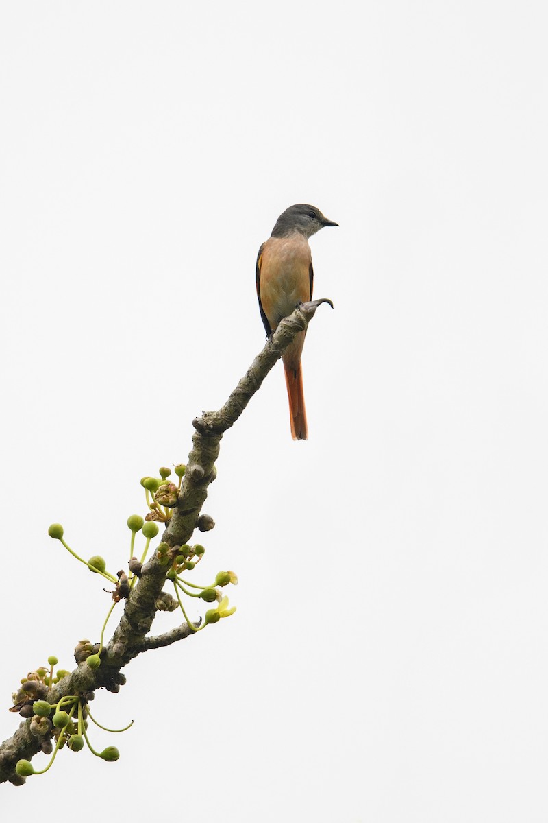 Rosy Minivet - ML638590786