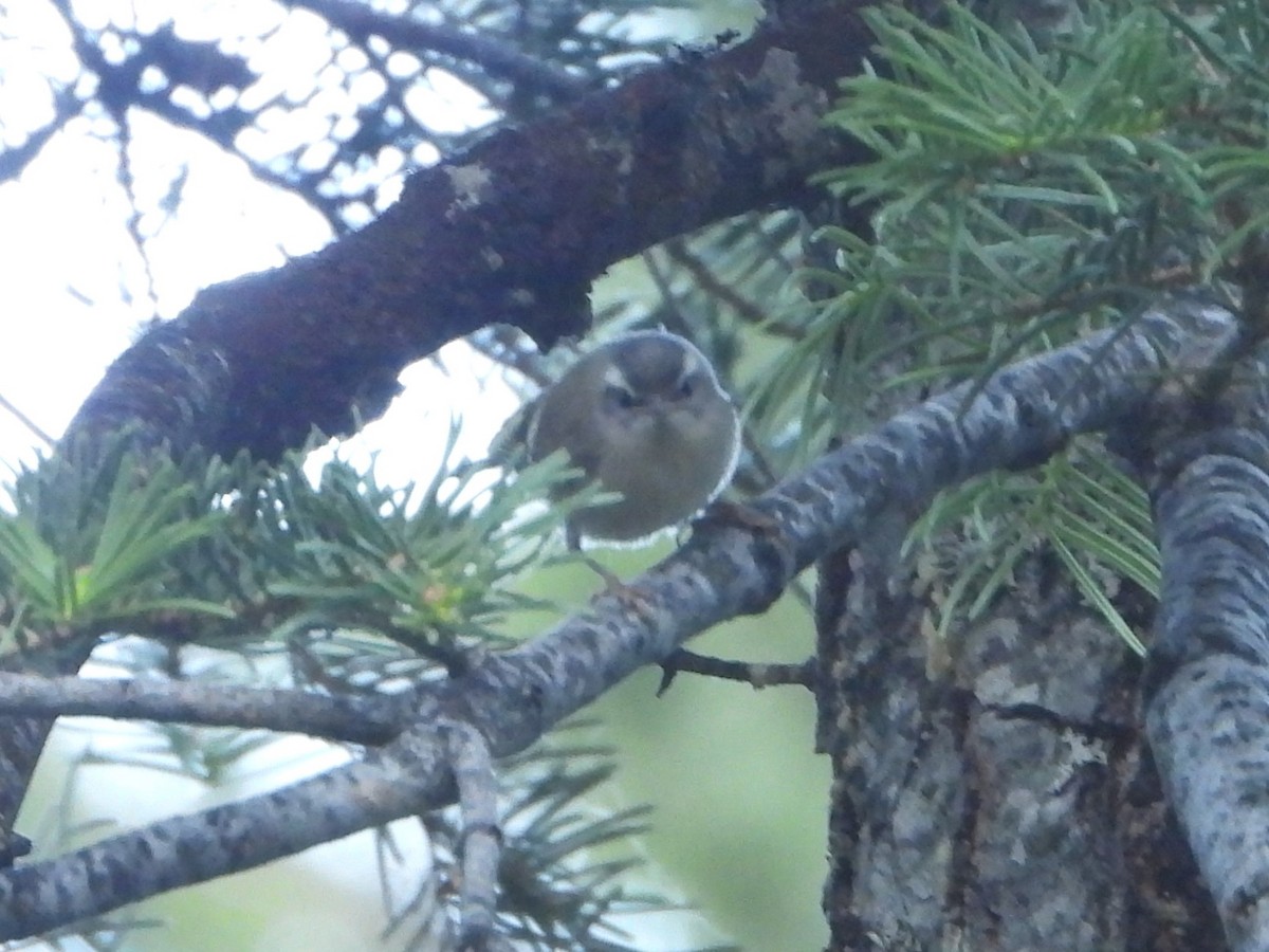 Golden-crowned Kinglet - ML638590788