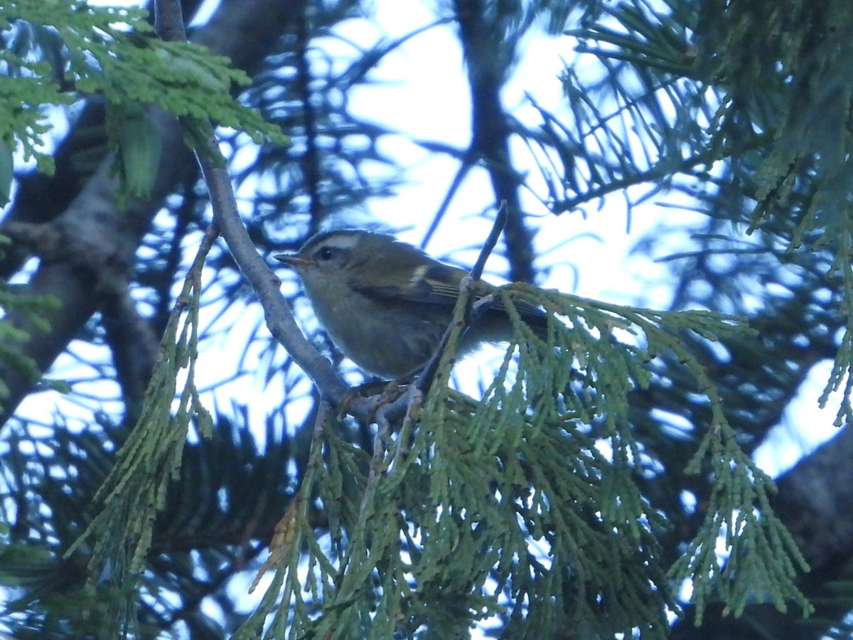 Golden-crowned Kinglet - ML638590789