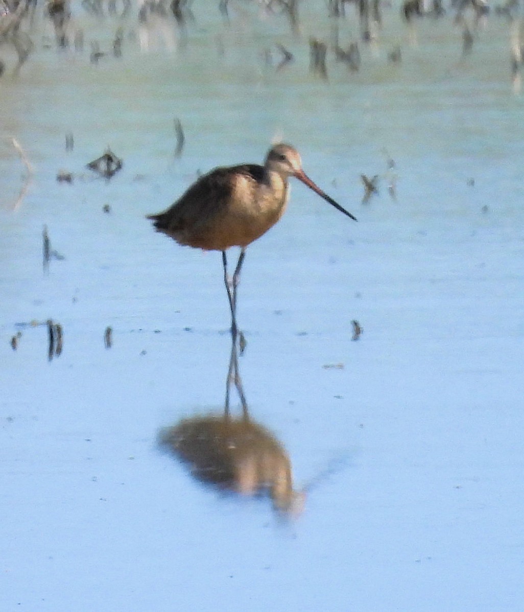 Marbled Godwit - ML638590795