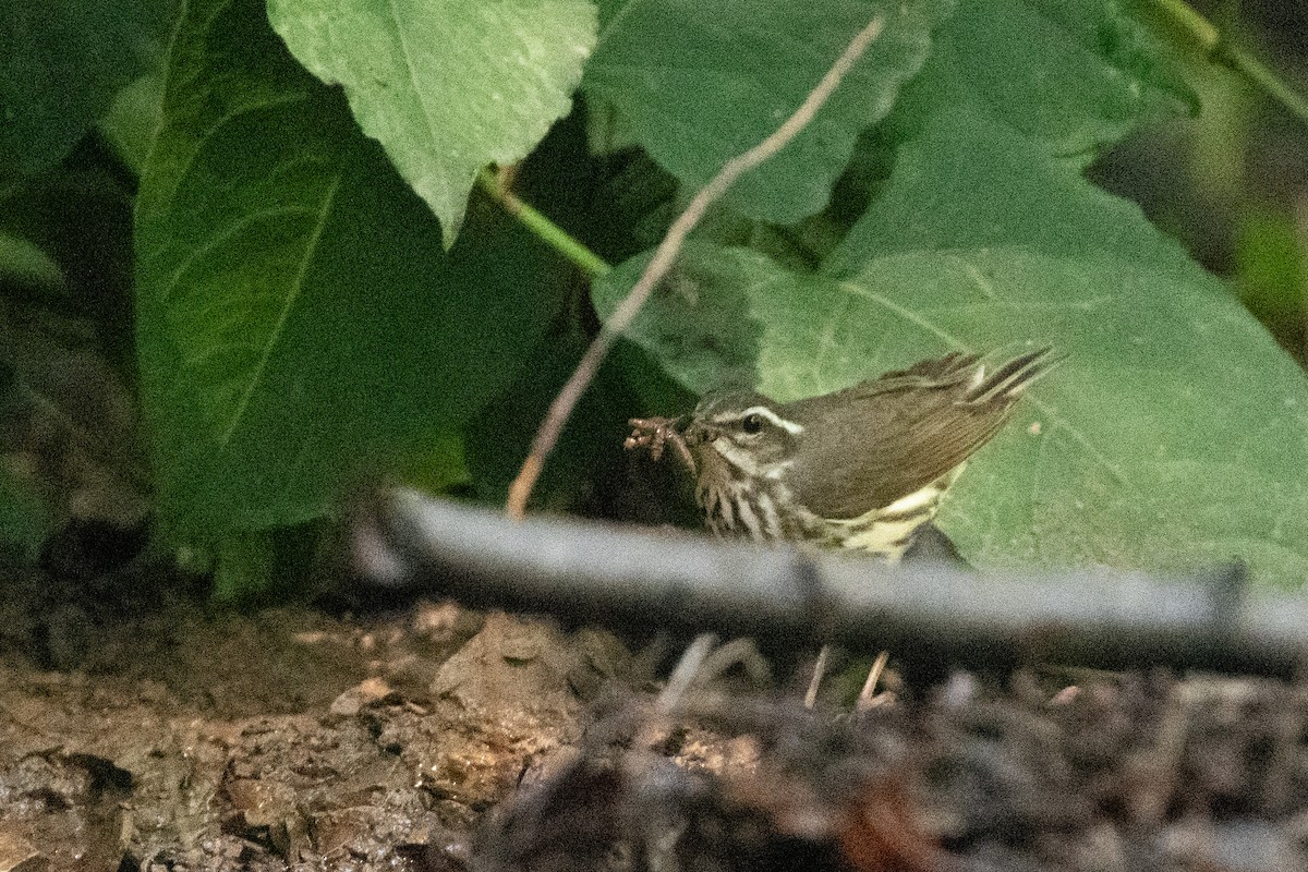 Louisiana Waterthrush - ML638590860