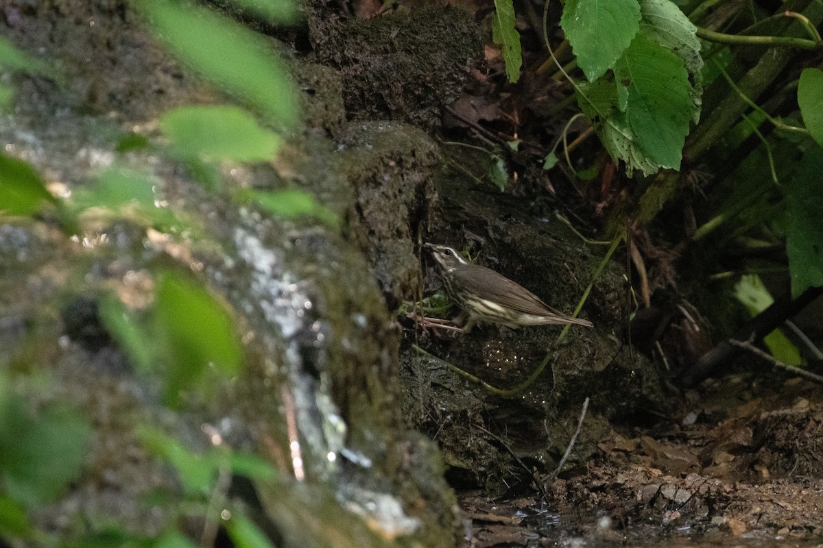 Louisiana Waterthrush - ML638590870