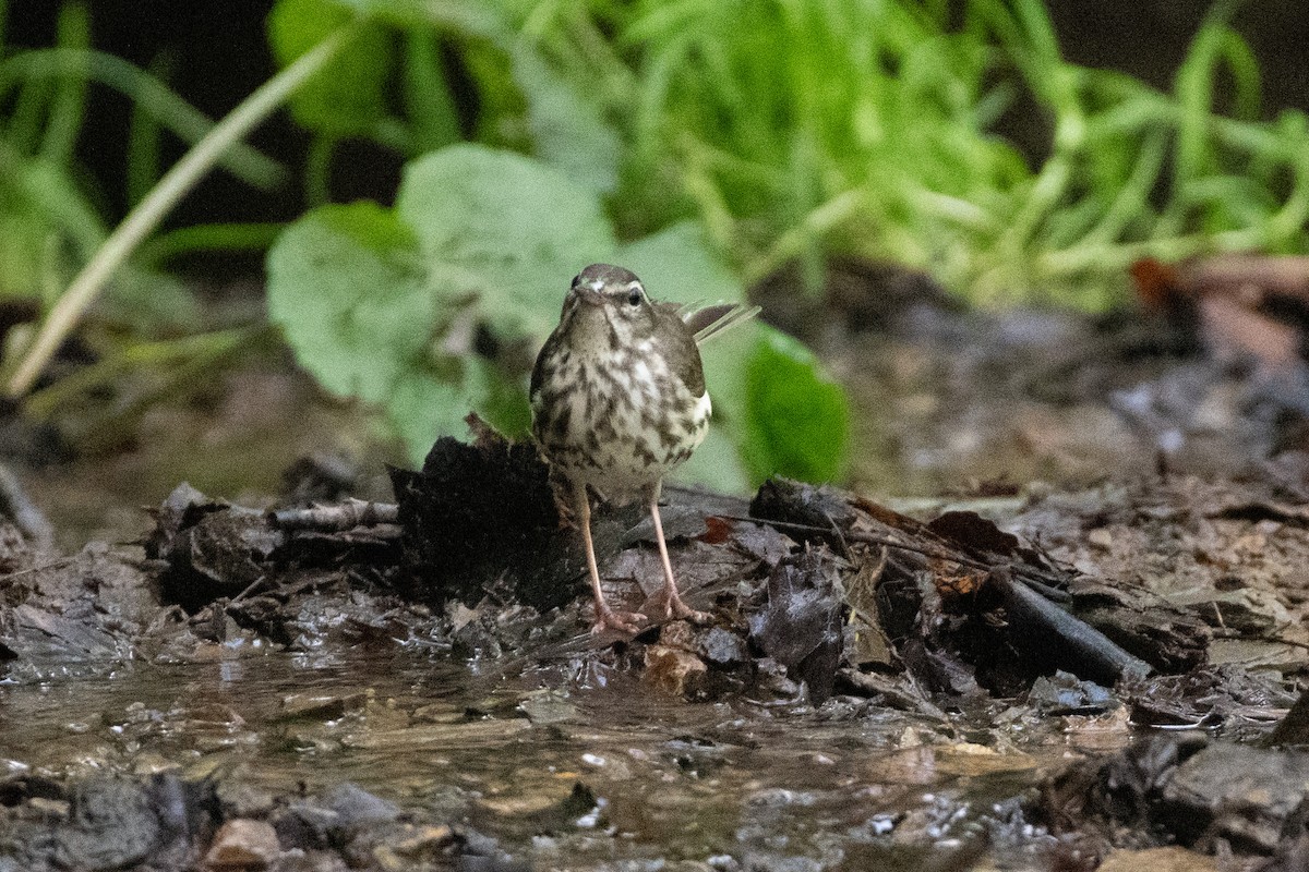 Louisiana Waterthrush - ML638590877