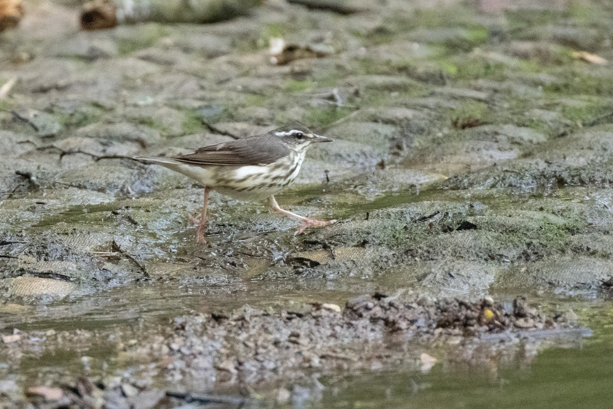 Louisiana Waterthrush - ML638590889