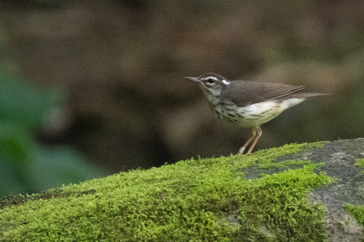 Louisiana Waterthrush - ML638590896