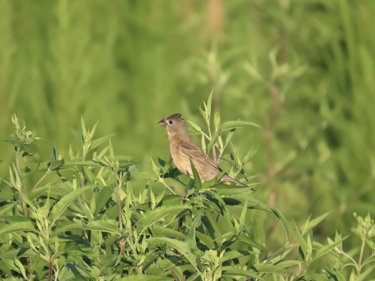 Blue Grosbeak - ML638590908