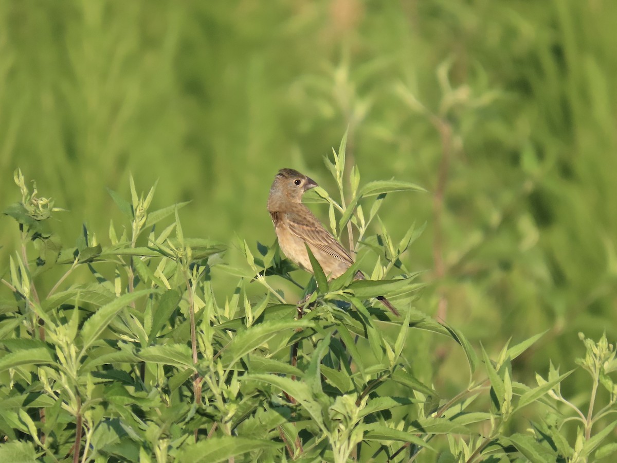 Blue Grosbeak - ML638590909