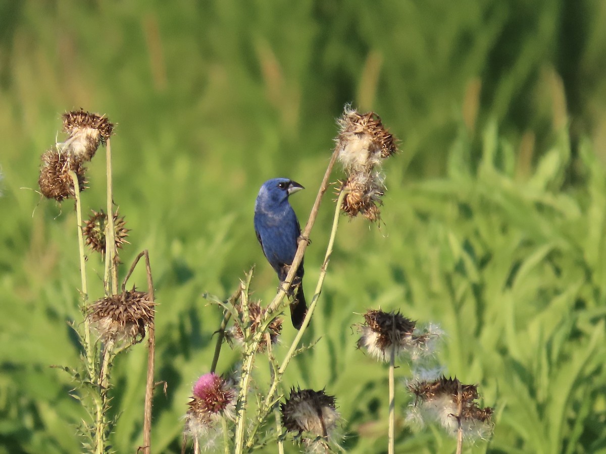 Blue Grosbeak - ML638590910