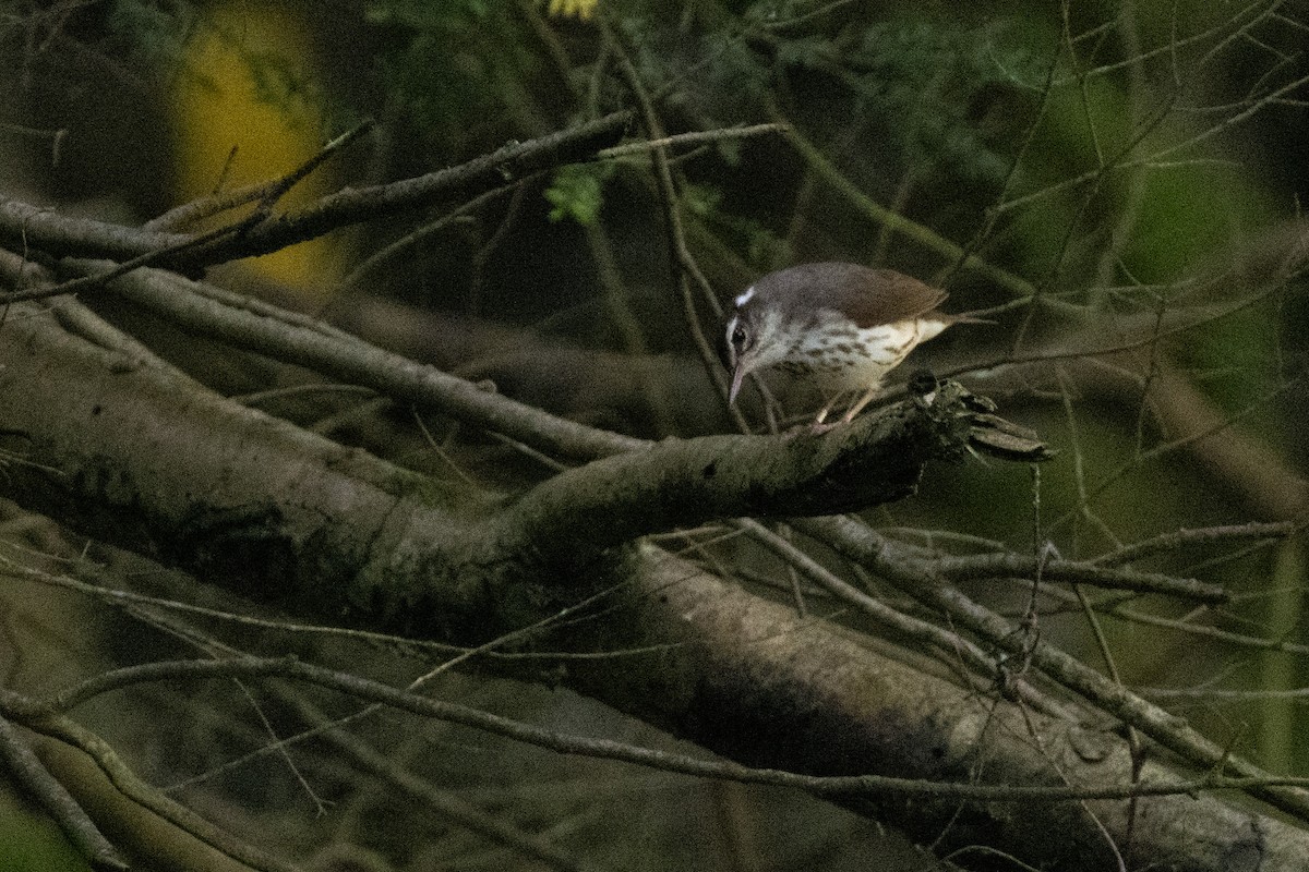 Louisiana Waterthrush - ML638590912