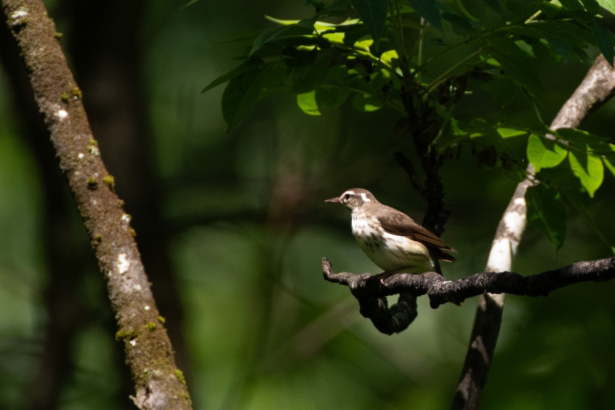 Louisiana Waterthrush - ML638590940