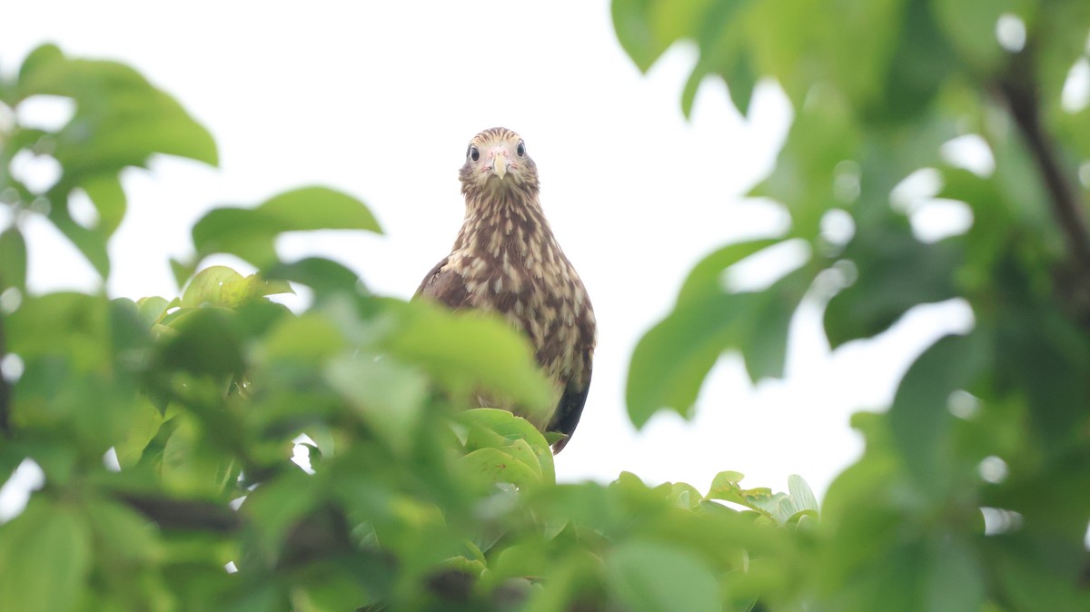 Yellow-headed Caracara - ML638590973