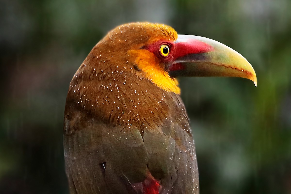 Saffron Toucanet - ML638590981