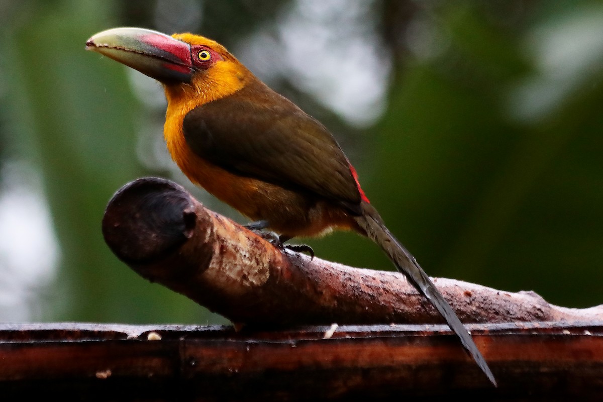 Saffron Toucanet - ML638590982