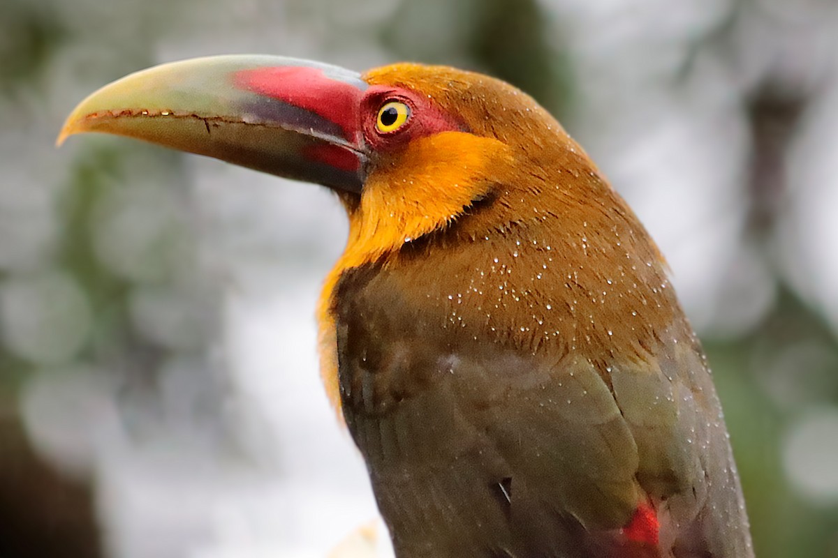 Saffron Toucanet - ML638590983