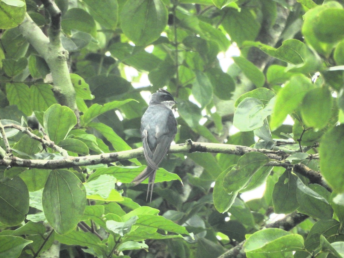 Crested Treeswift - ML638590990