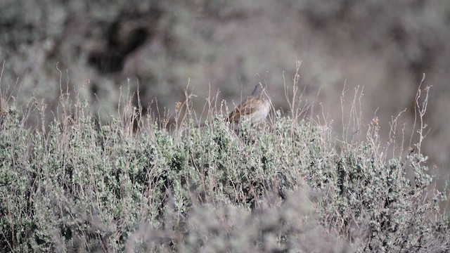 Sagebrush Sparrow - ML638590993