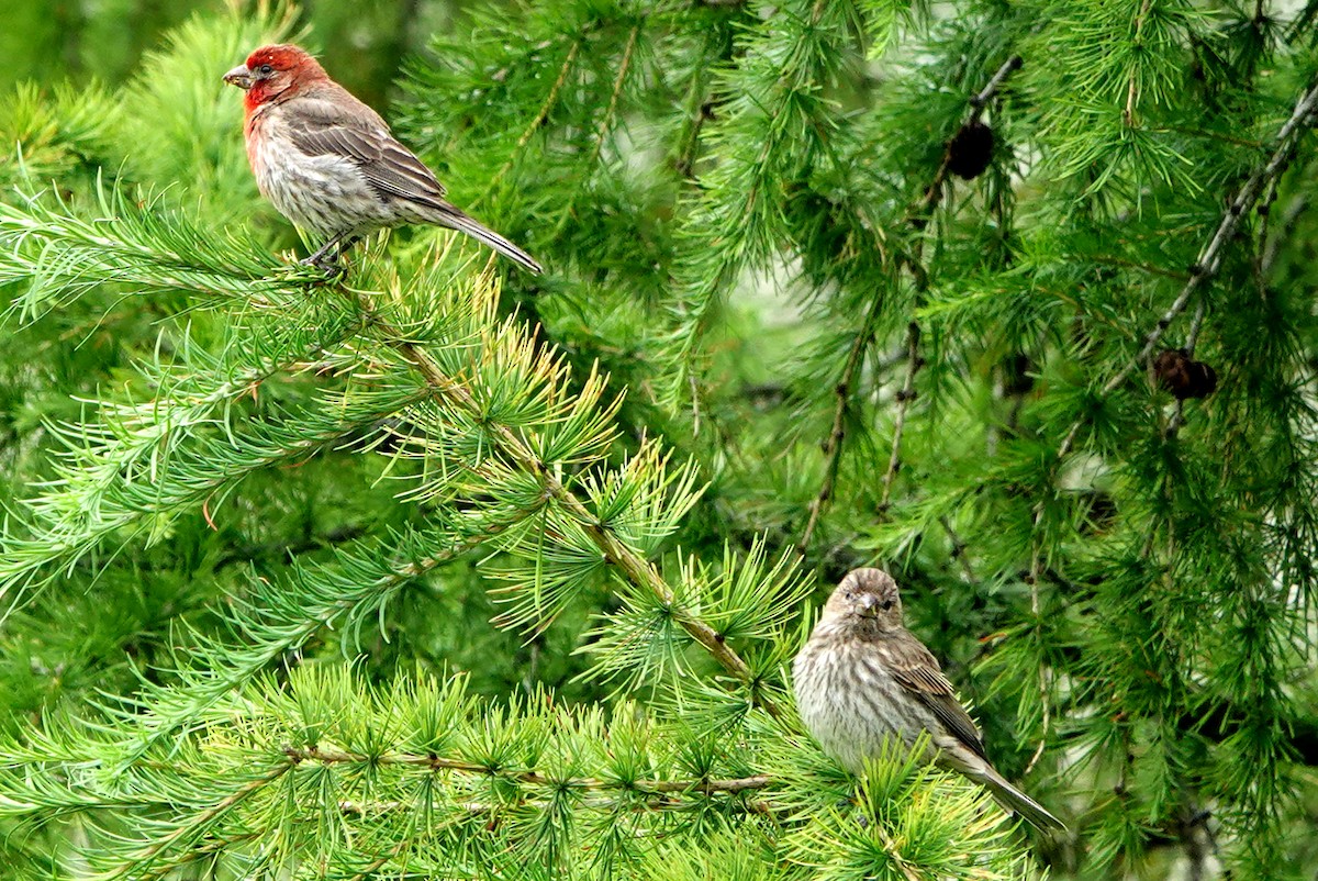 House Finch - ML638591005