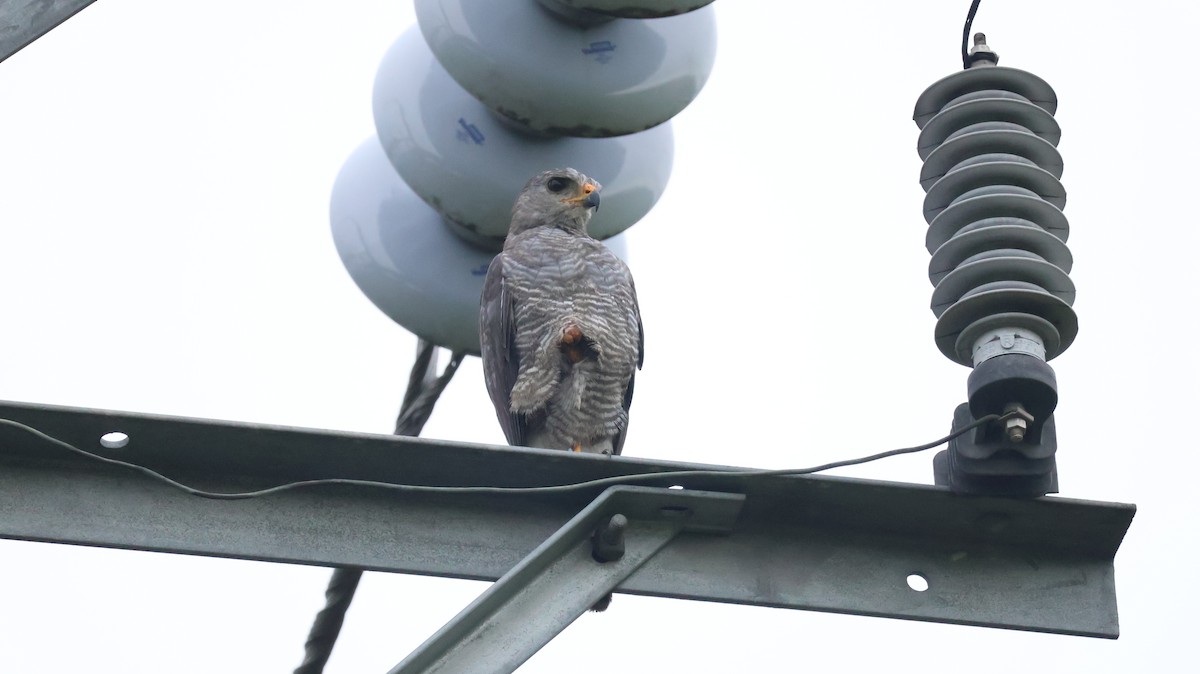 Gray Hawk - ML638591024