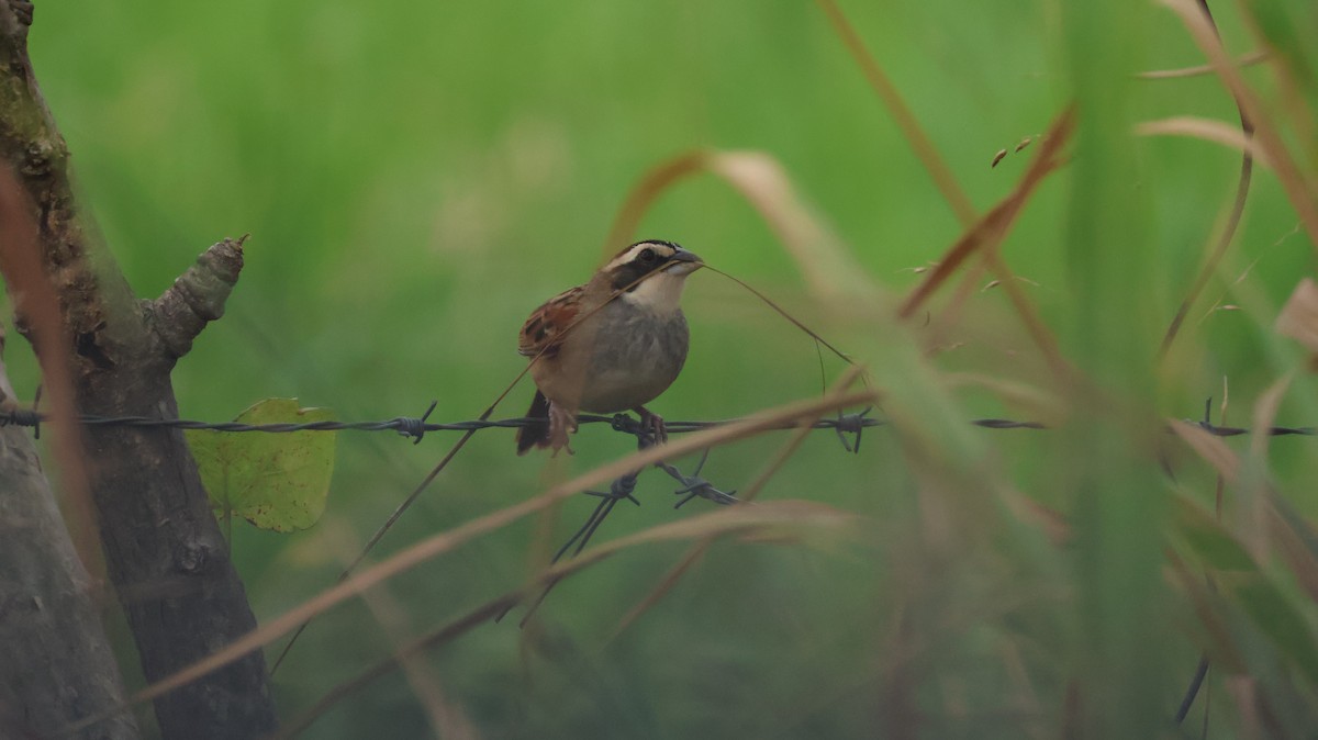 Stripe-headed Sparrow - ML638591034