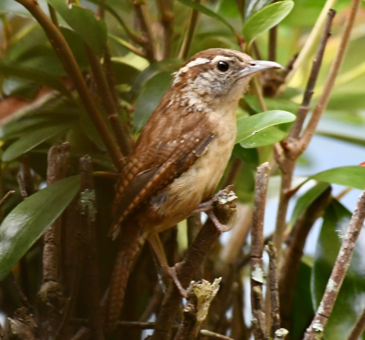Carolina Wren - ML638591083