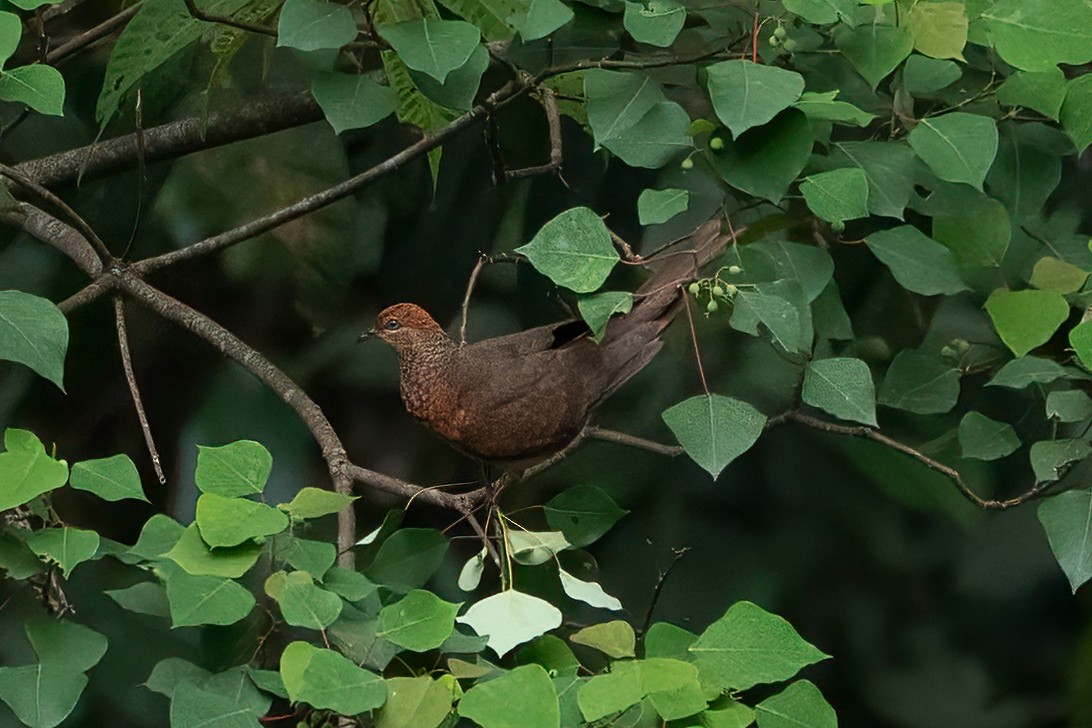 Little Cuckoo-Dove - ML638591086