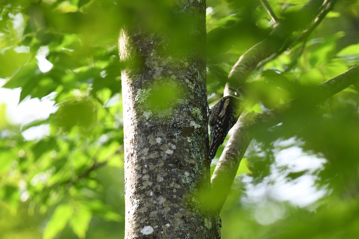 Yellow-bellied Sapsucker - ML638591103