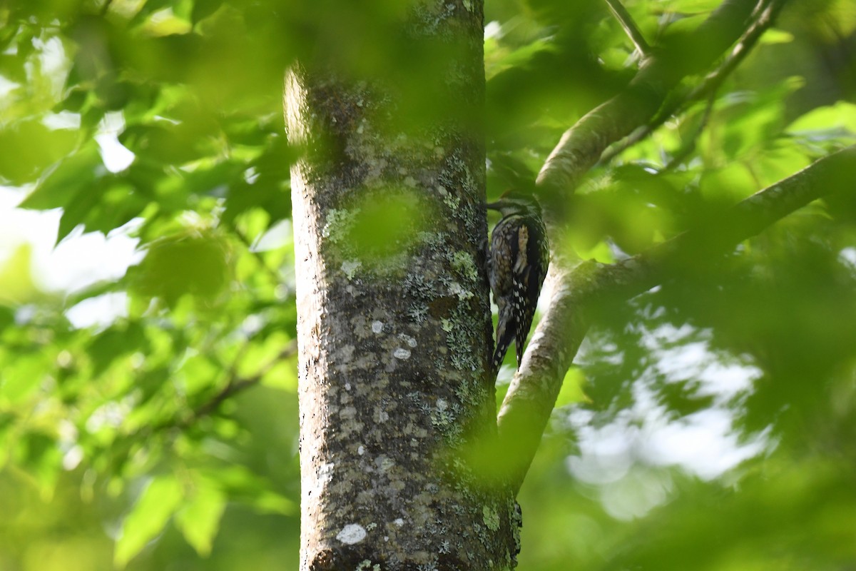 Yellow-bellied Sapsucker - ML638591109