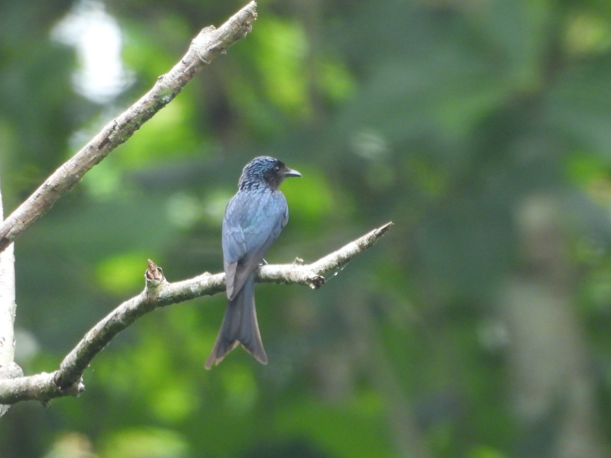 Bronzed Drongo - ML638591111