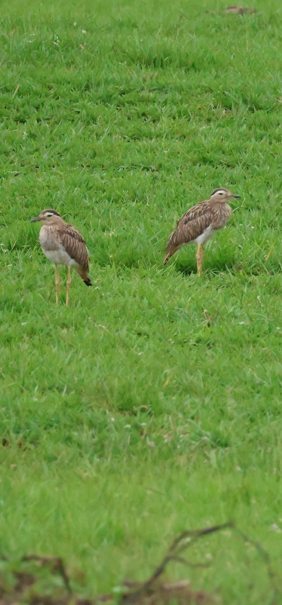 Double-striped Thick-knee - ML638591211