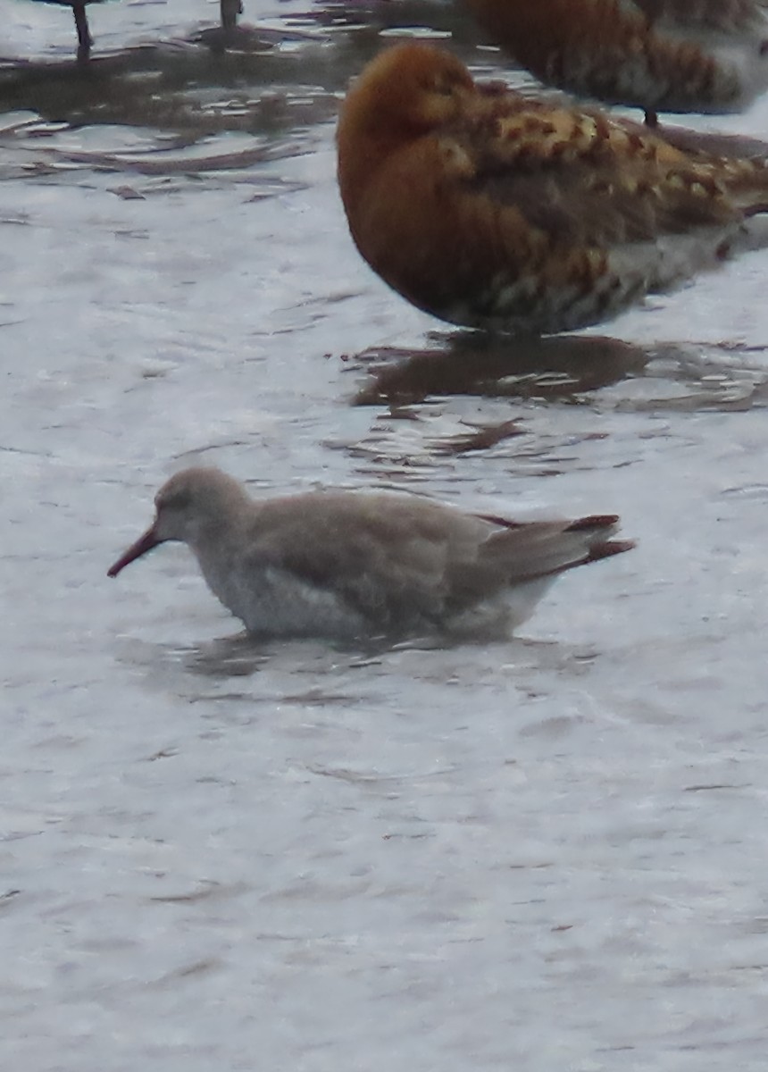 Red Knot - ML638591212