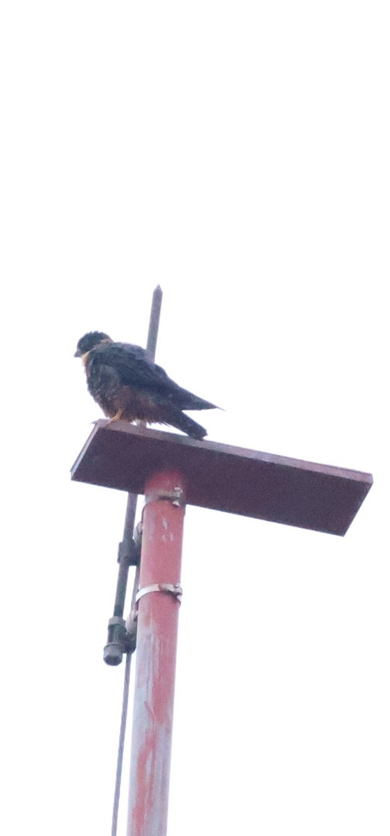 Bat Falcon - ML638591215