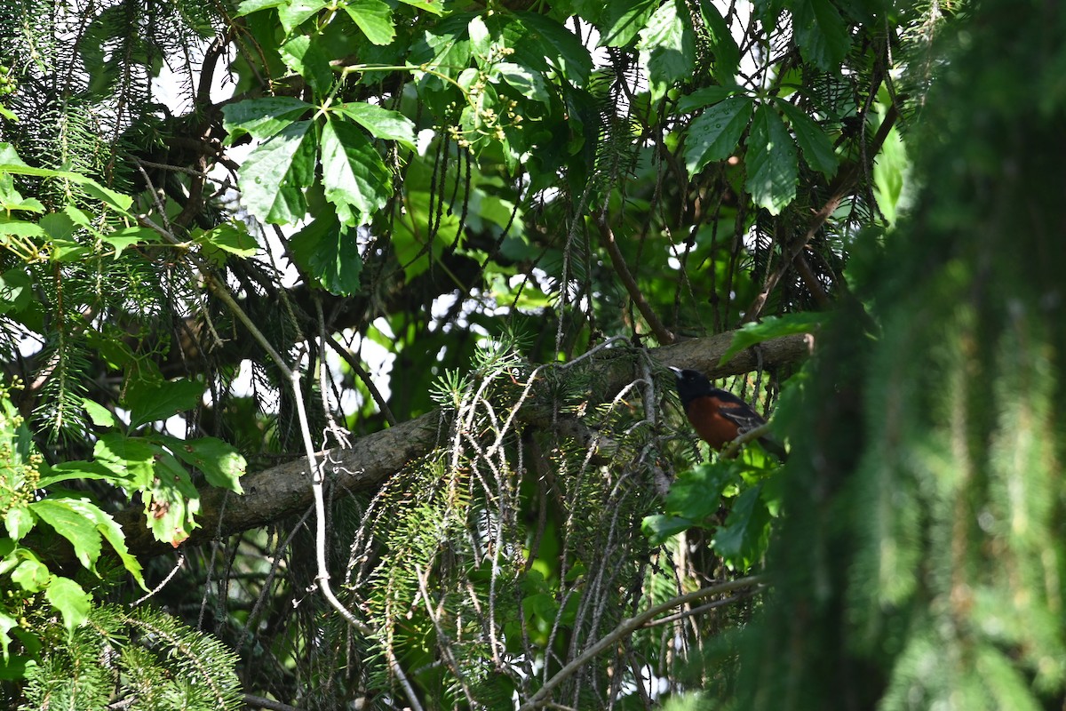 Orchard Oriole - ML638591241