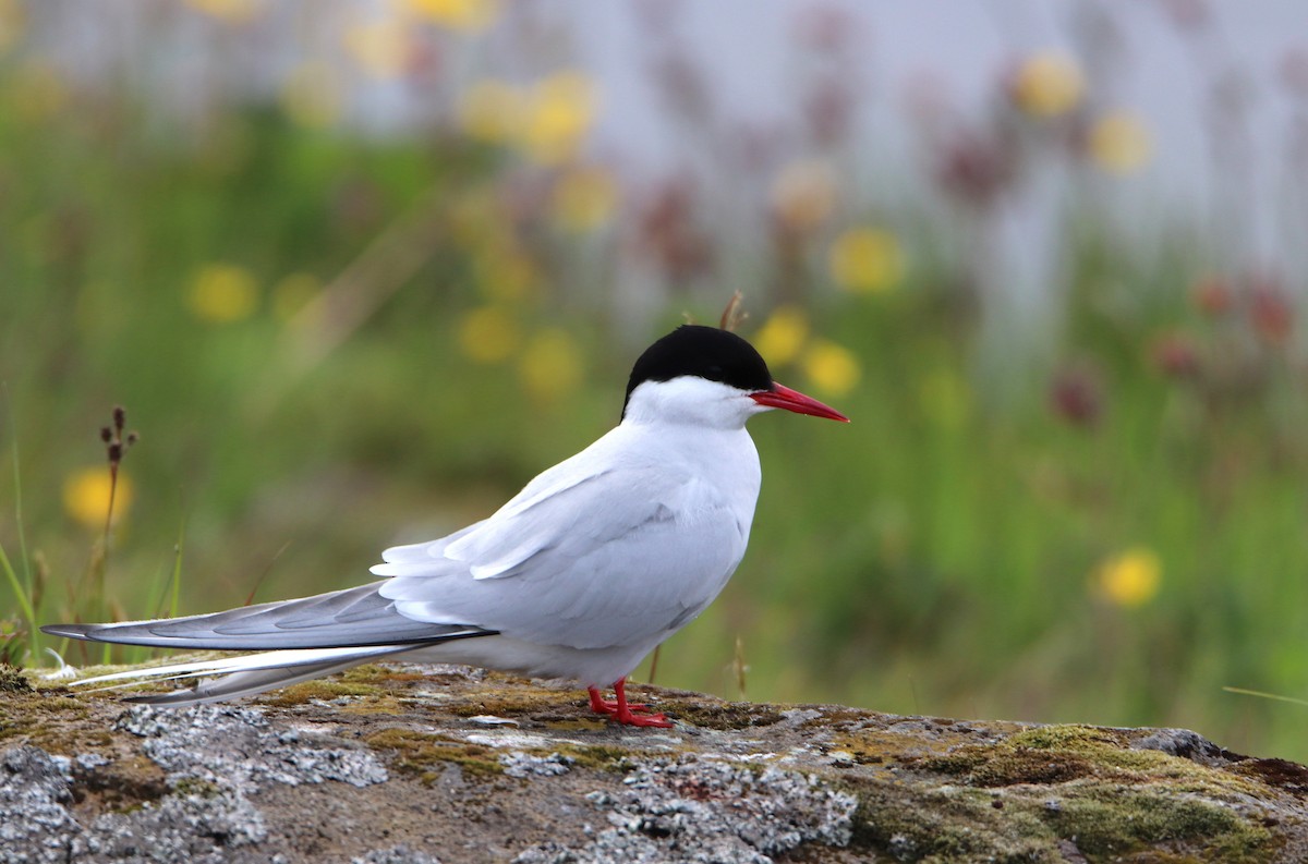 Arctic Tern - ML638591264