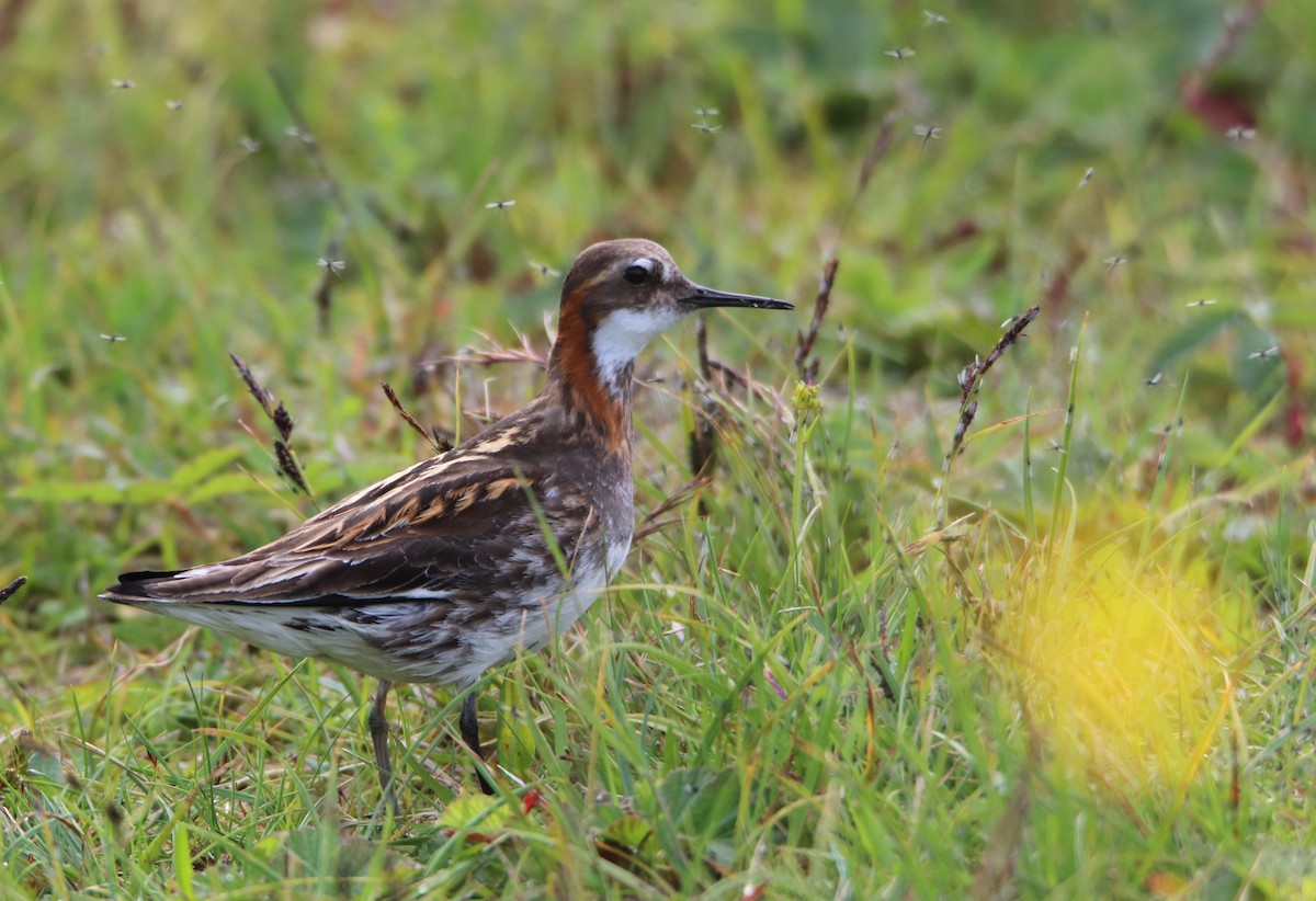 Red-necked Phalarope - ML638591266