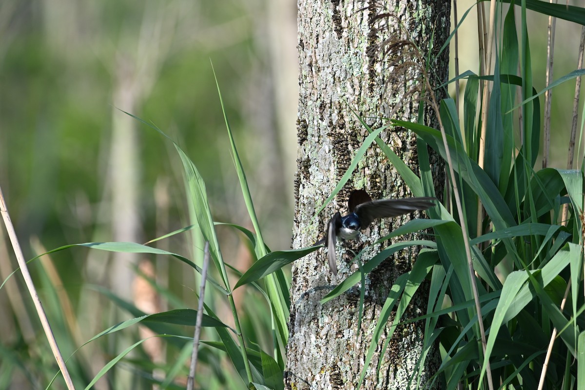Tree Swallow - ML638591281