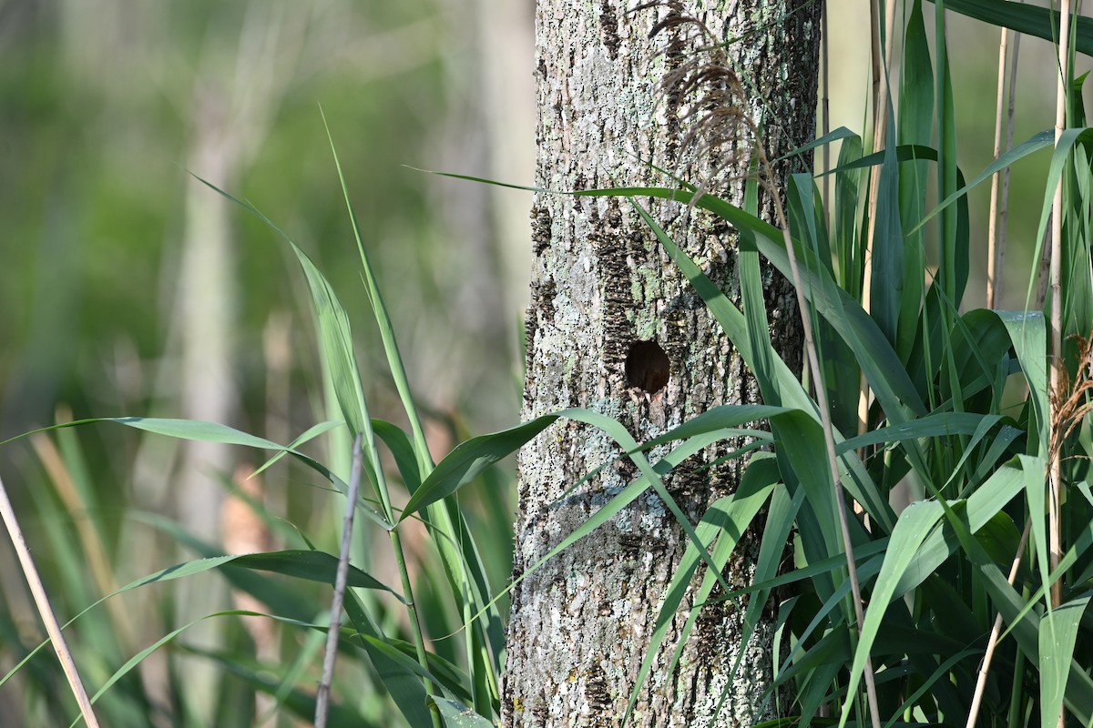 Tree Swallow - ML638591282