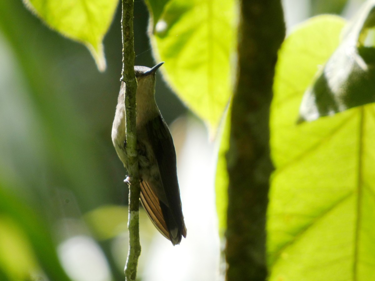 Emerald-chinned Hummingbird - ML638591291