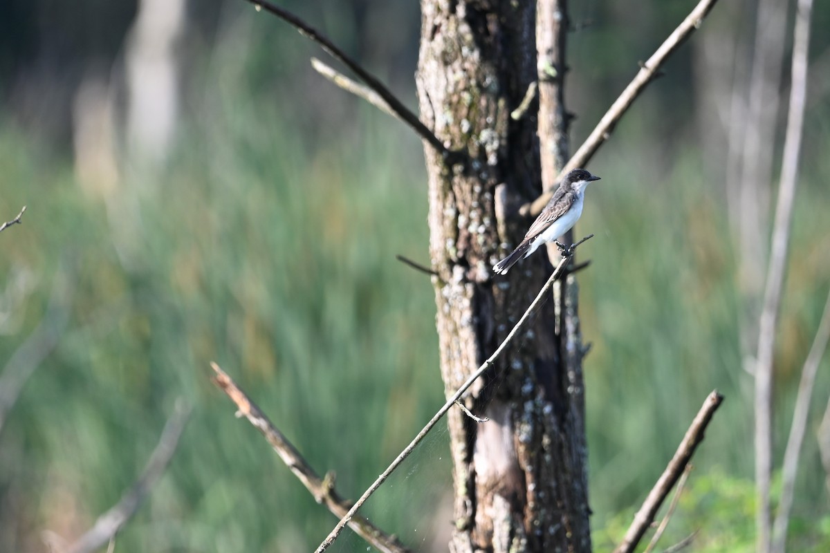 Eastern Kingbird - ML638591320