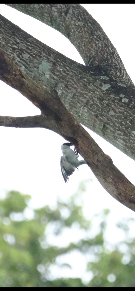 Black-crowned Tityra - ML638591322