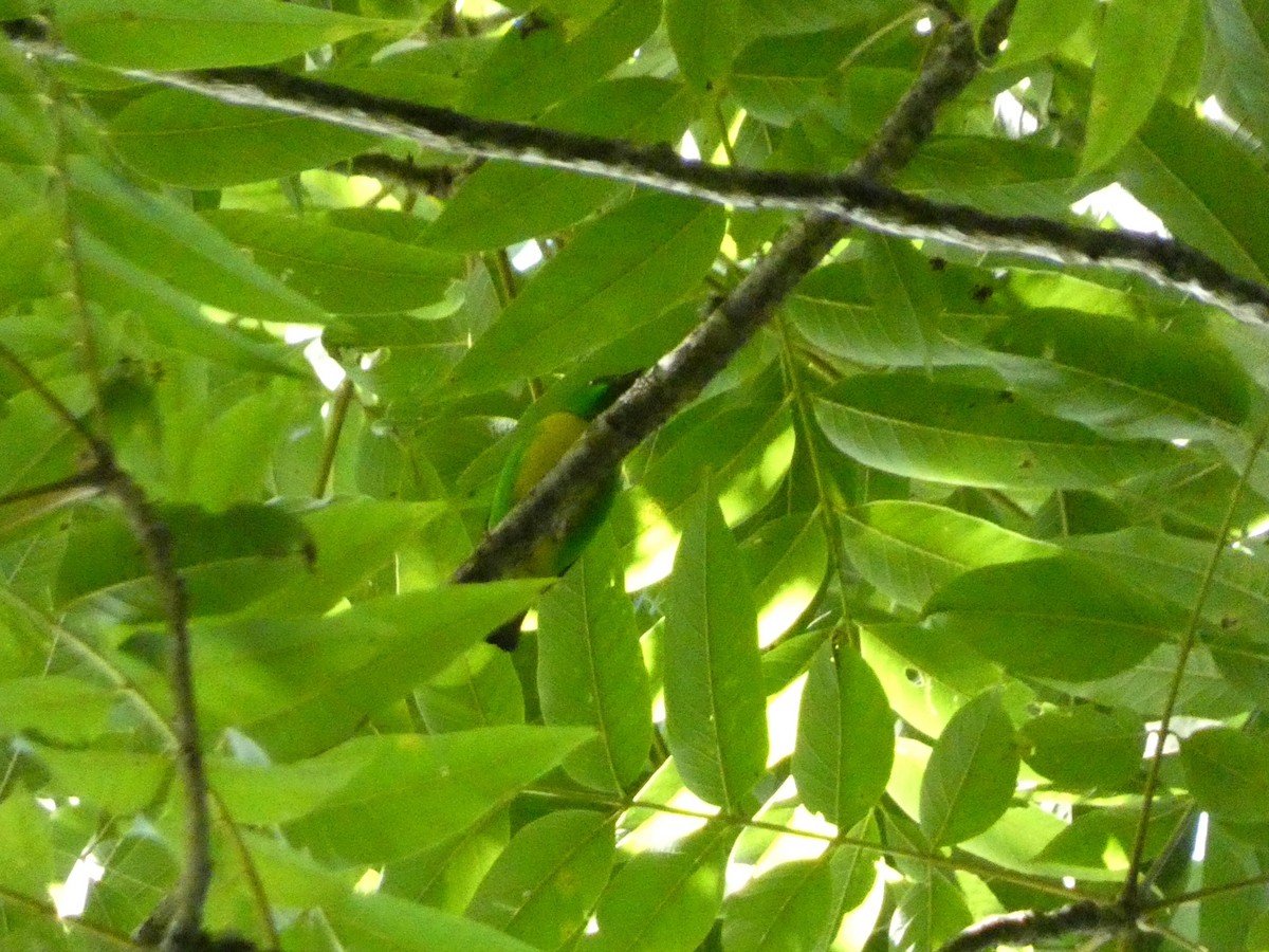 Blue-crowned Chlorophonia - ML638591325