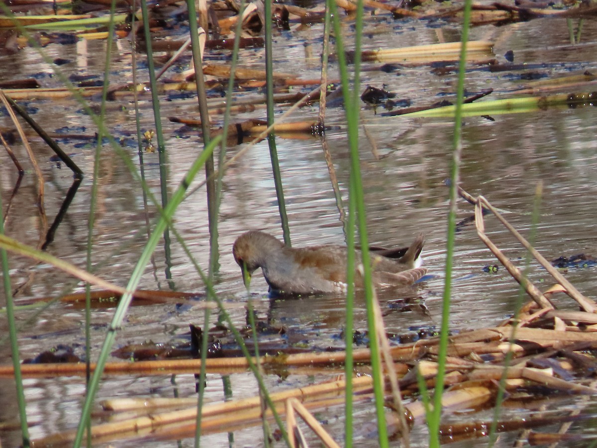 Spot-flanked Gallinule - ML638591327