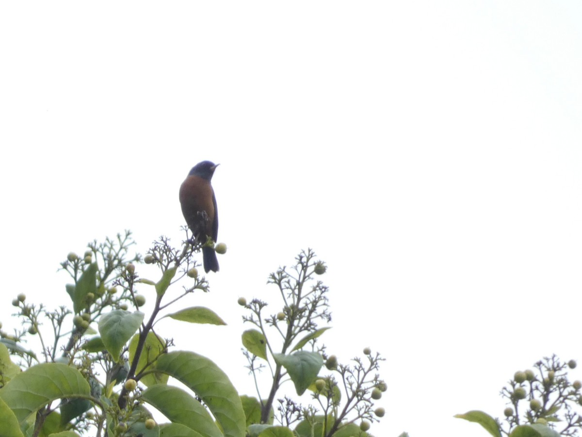 Cinnamon-bellied Flowerpiercer - ML638591339
