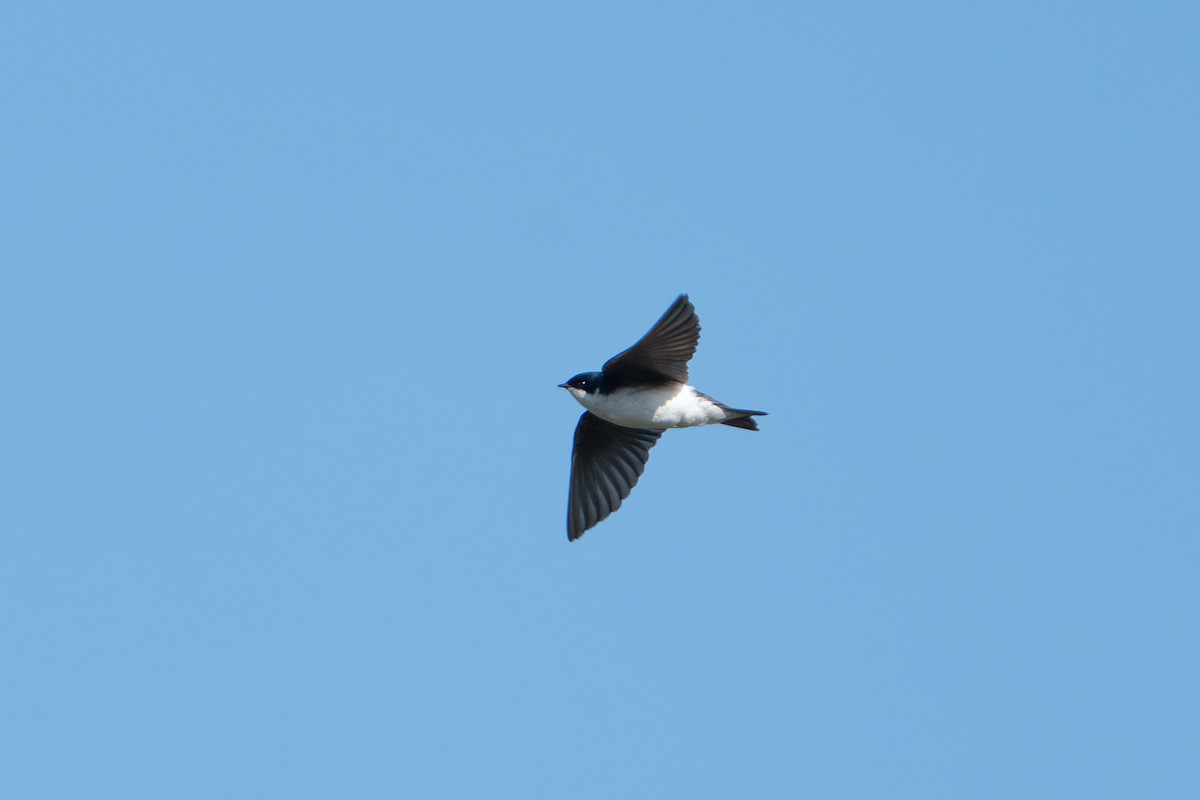 Tree Swallow - ML638591355