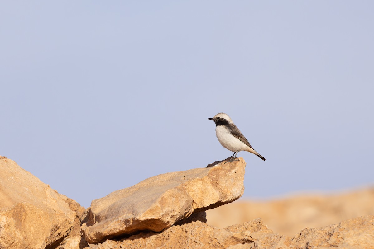 Mourning Wheatear (Maghreb) - ML638591388