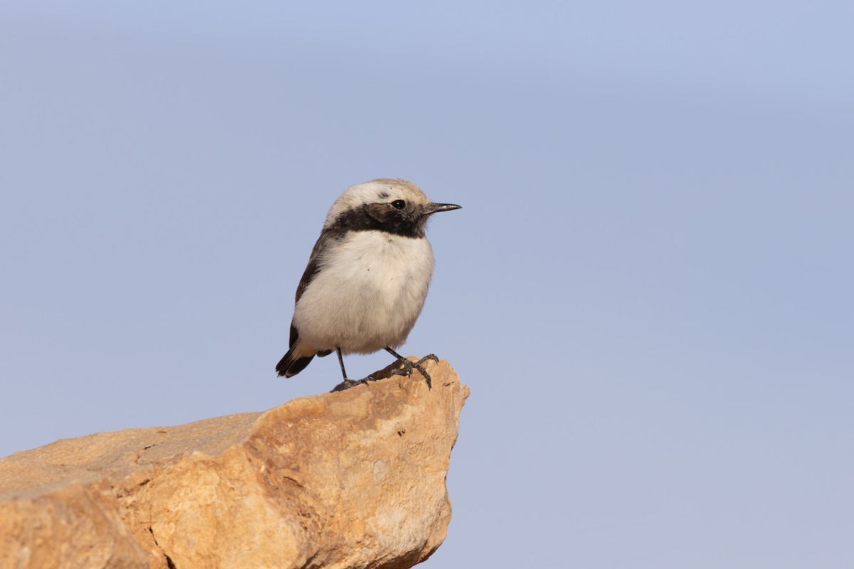 Mourning Wheatear (Maghreb) - ML638591390