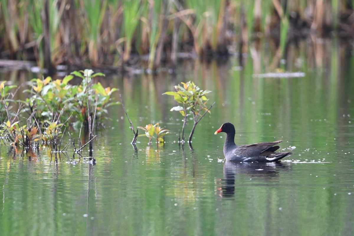 Common Gallinule - ML638591401