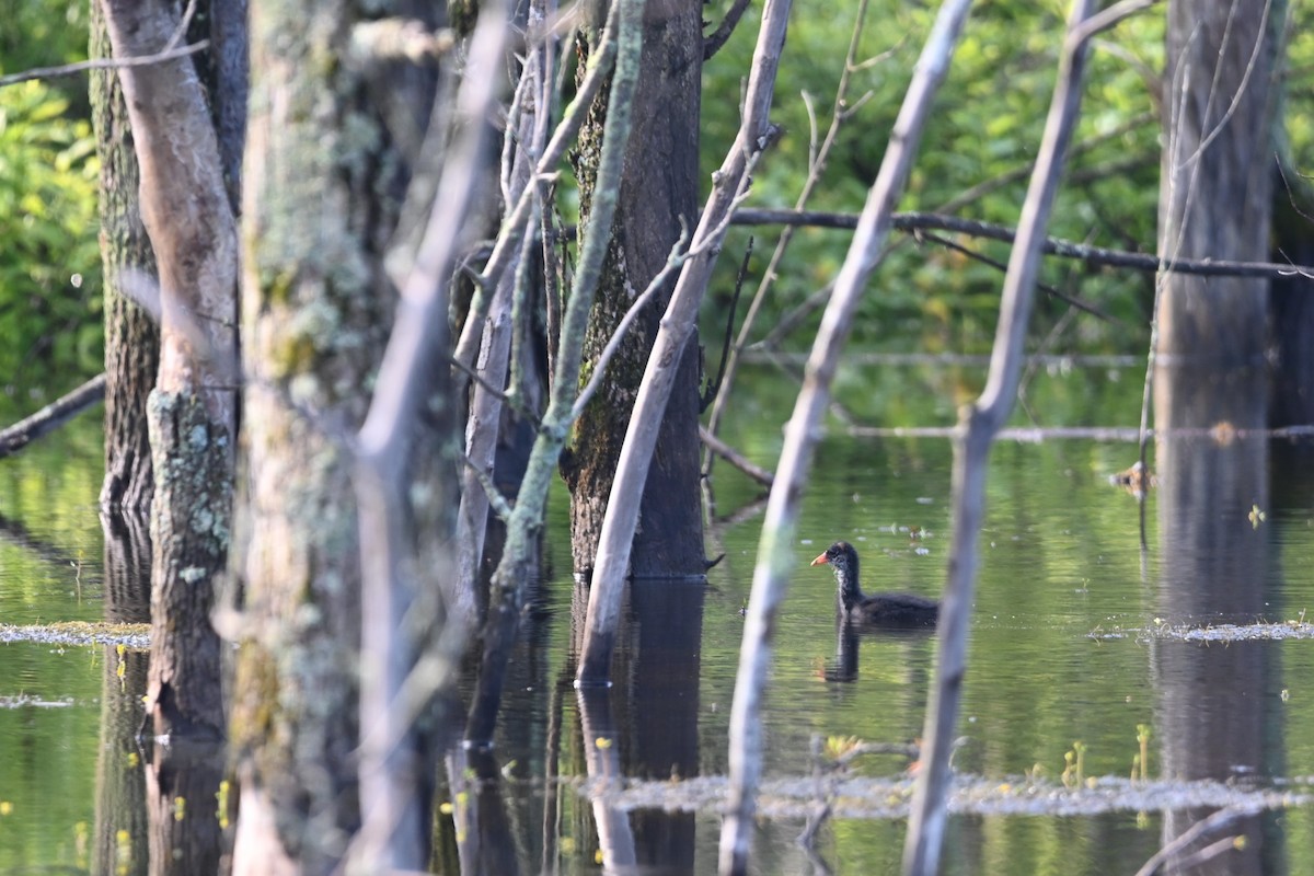 Common Gallinule - ML638591403