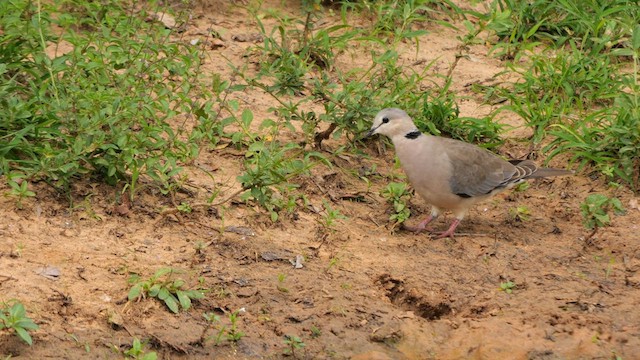 Ring-necked Dove - ML638591442