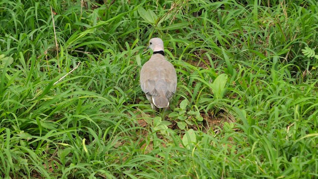 Ring-necked Dove - ML638591444